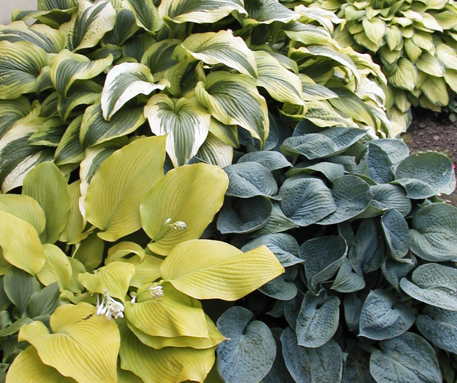 Hostas